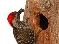 speg mannetjie2  Karedinaal Speg - Cardinal Woodpecker : frieda